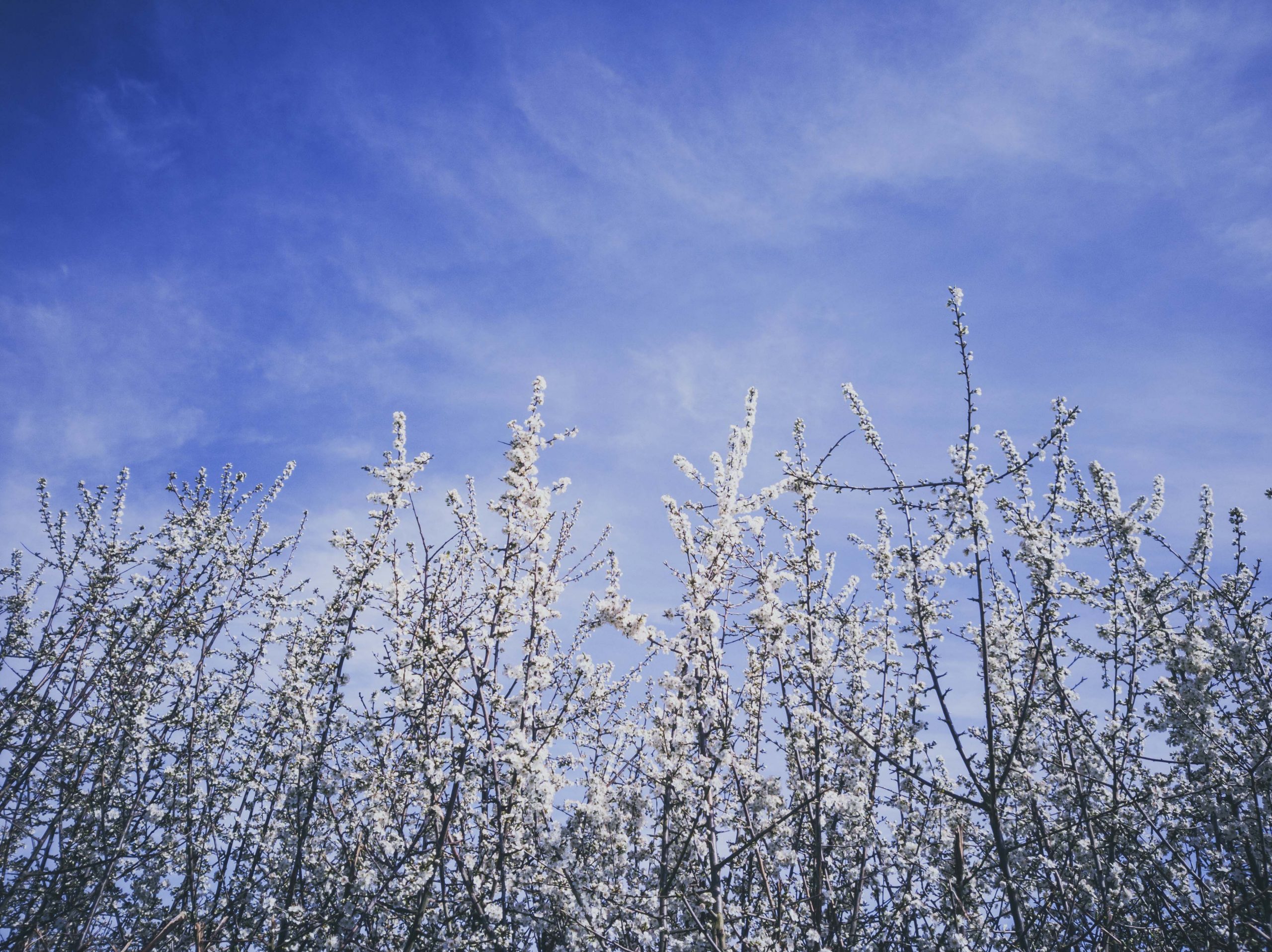 May blossom in the Spring sunshine